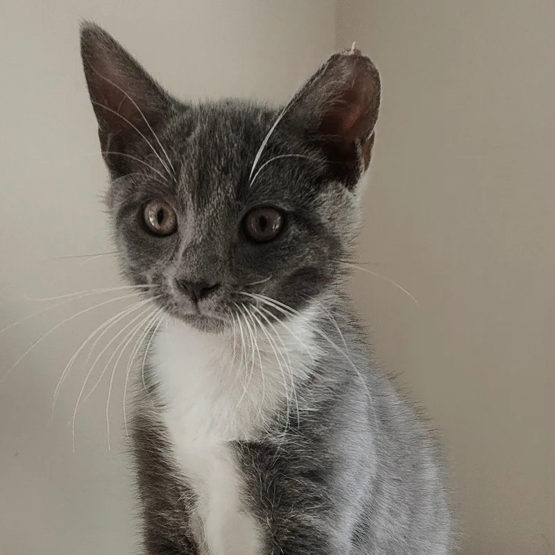 A baby medium-sized male Gray & White Domestic Short Hair cat named Smoke for adoption in Charlotte, NC