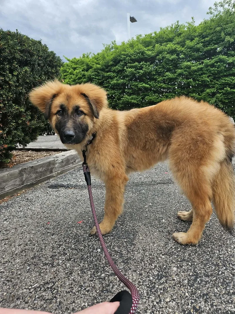 A baby medium-sized male Leonberger dog named Brazil for adoption in New Baltimore, MI