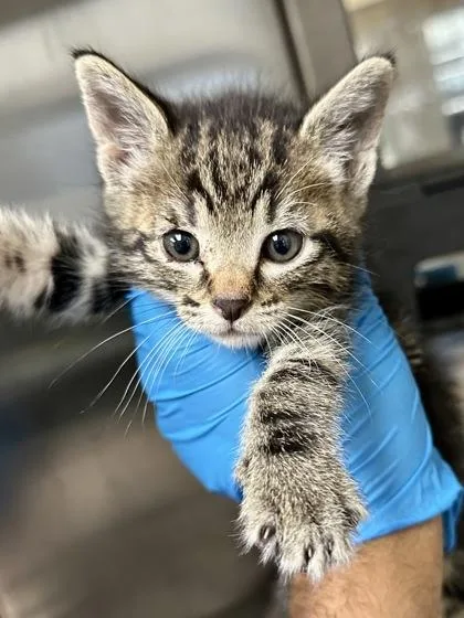 A baby medium-sized male Buff / Tan / Fawn Domestic Short Hair cat named Tobi for adoption in Wichita, KS