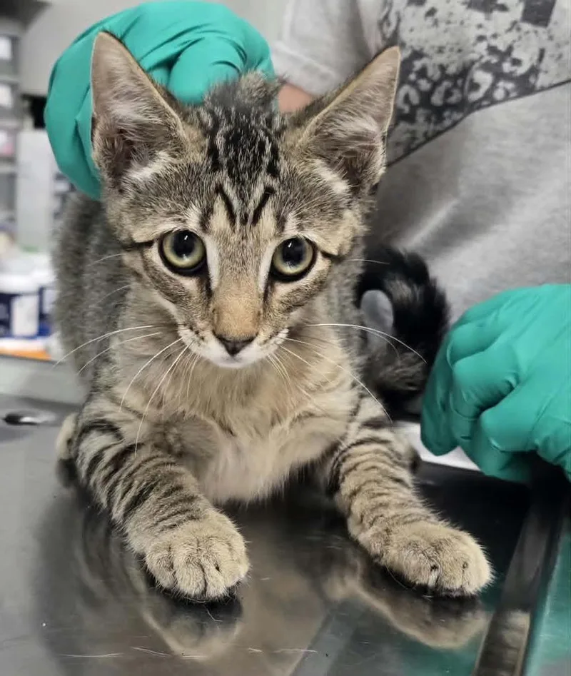A baby small-sized male Domestic Short Hair cat named Roscoe for adoption in Hillsdale, IN