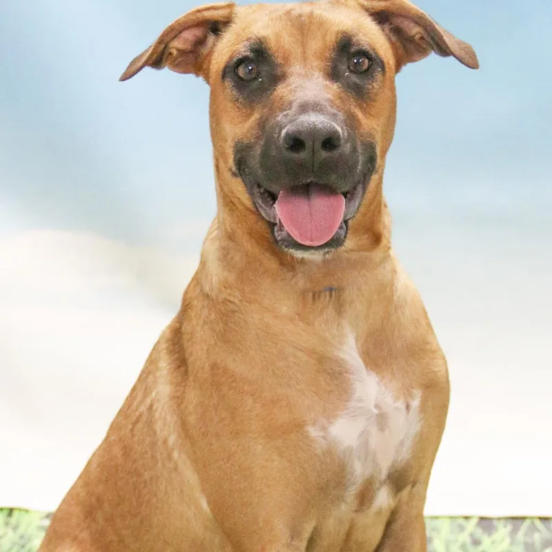 An adult medium-sized female Yellow / Tan / Blond / Fawn Black Mouth Cur dog named Etta aka Yuki for adoption in Casa Grande, AZ