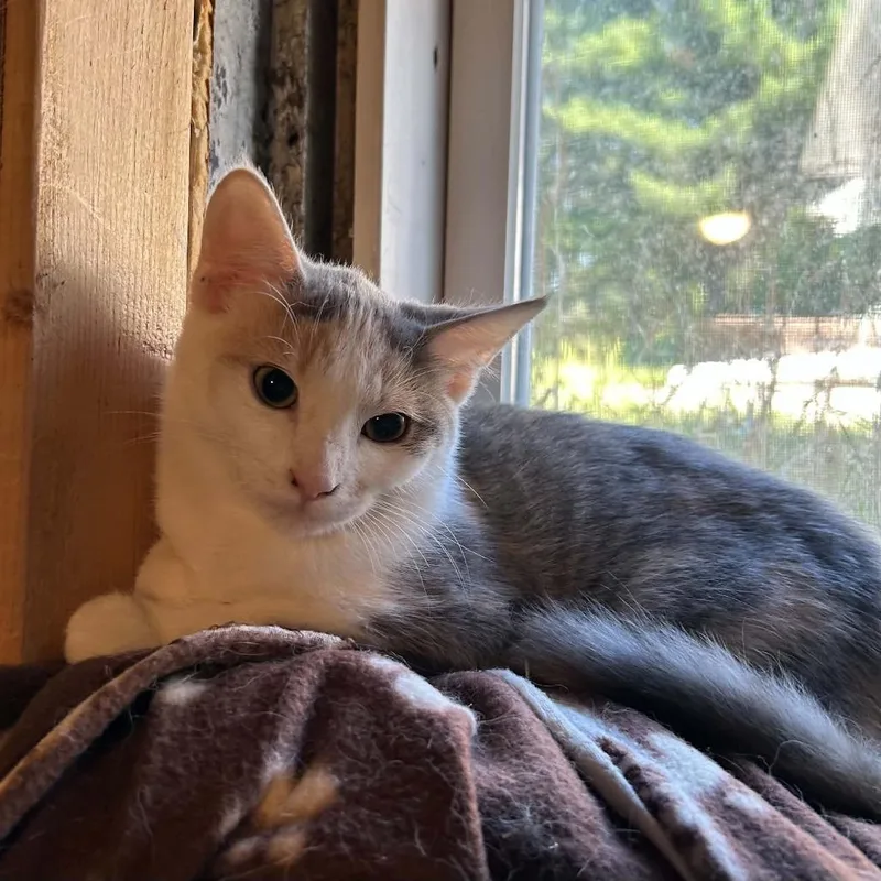 A baby small-sized female White Domestic Short Hair cat named Avocado Toast for adoption in Inver Grove Heights, MN