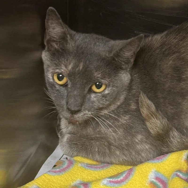 A young small-sized female Calico Domestic Short Hair cat named Moab for adoption in Marion, VA