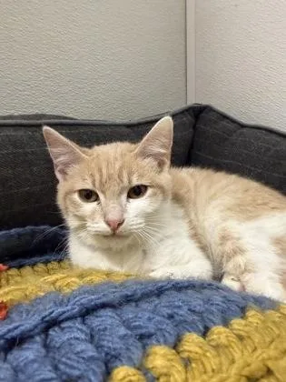 A baby medium-sized male Domestic Short Hair cat named Cody for adoption in West Chester, PA