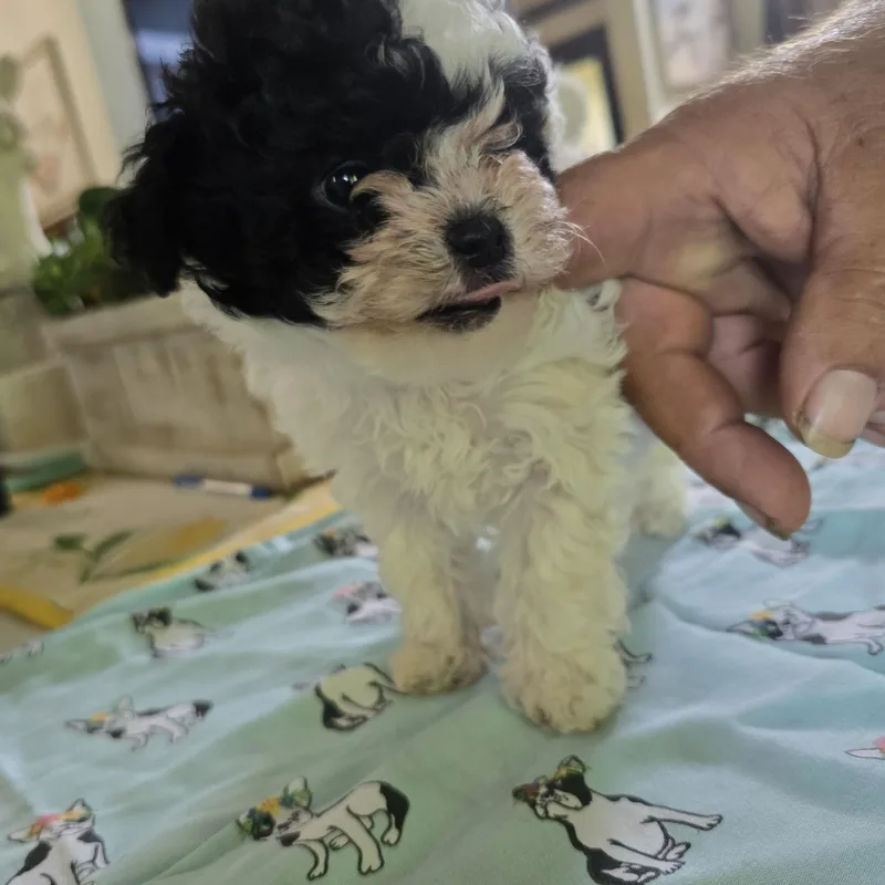 A baby small-sized female Black Yorkie Poo dog named Panda for adoption in Zaleski, OH