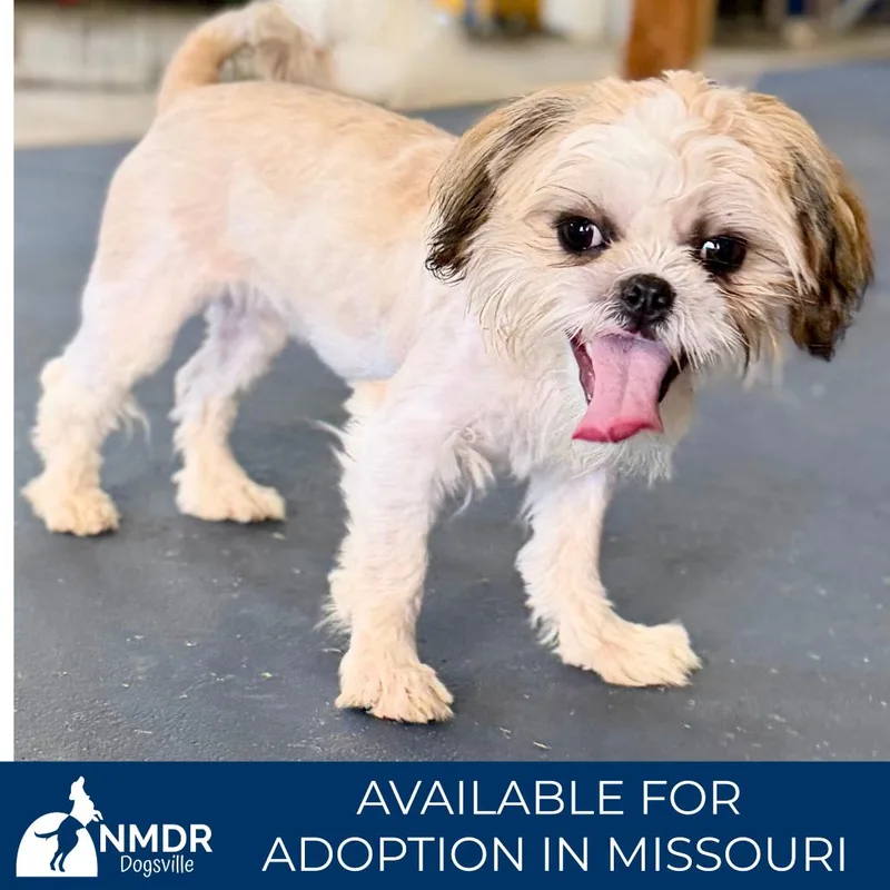 A young small-sized male White / Cream Shih Tzu dog named Optimus Prime for adoption in Peyton, CO