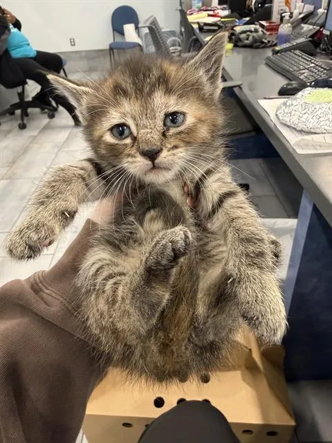 A baby small-sized female Domestic Short Hair cat named Cinnamon for adoption in Charlotte, NC