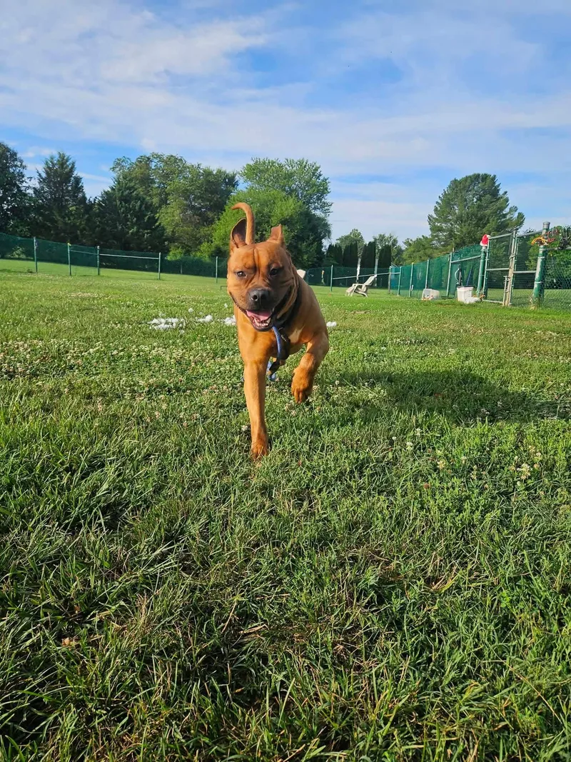 Diesel