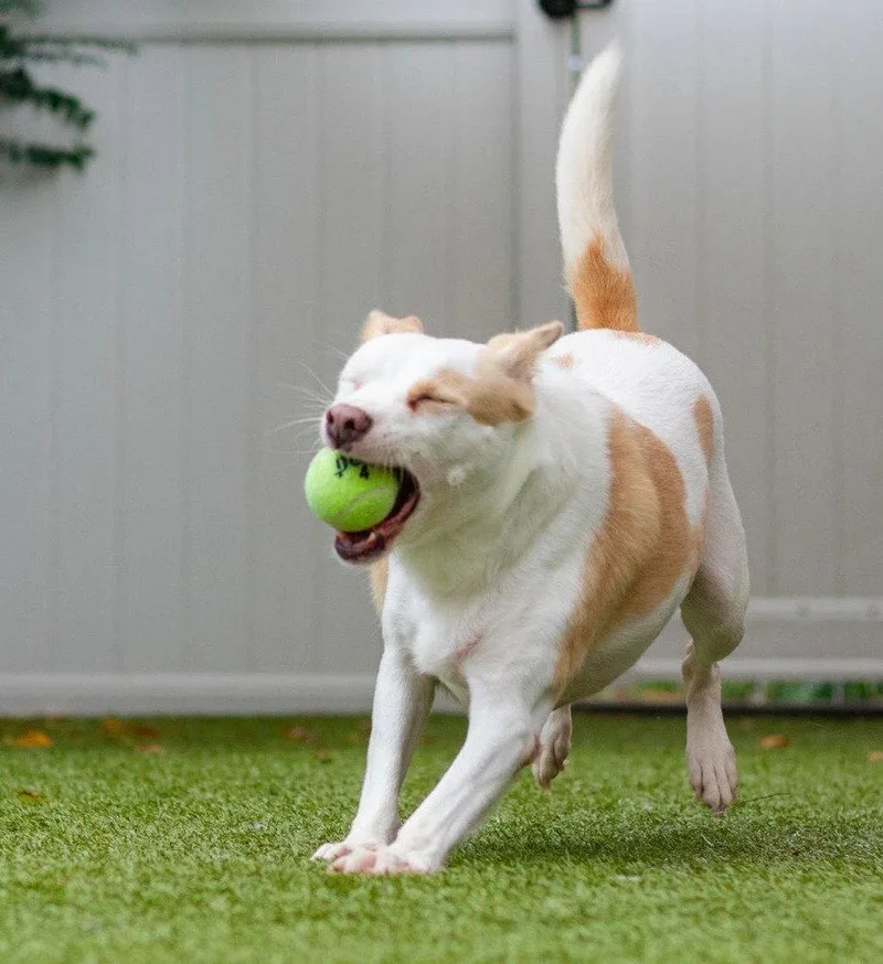 An adult medium-sized female Labrador Retriever dog named Monica for adoption in Bloomfield, CT