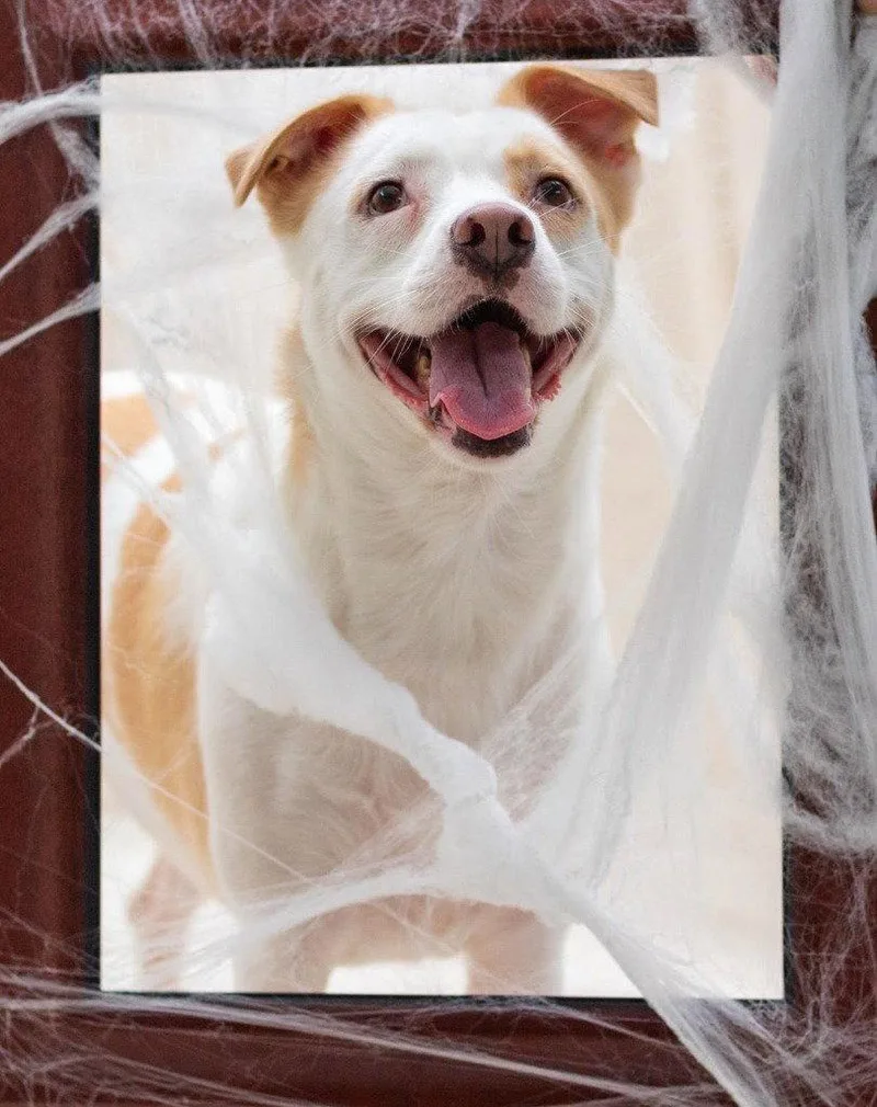 Monica thumbnail 3