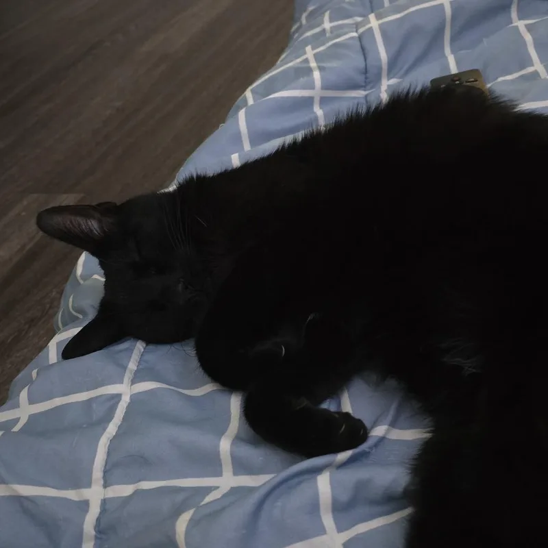 An adult small-sized male Black Domestic Short Hair cat named Limbo for adoption in Long Beach, CA