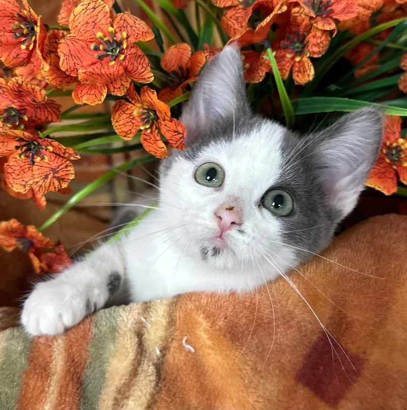 A baby small-sized female Domestic Short Hair cat named Anja for adoption in Stillwater, OK