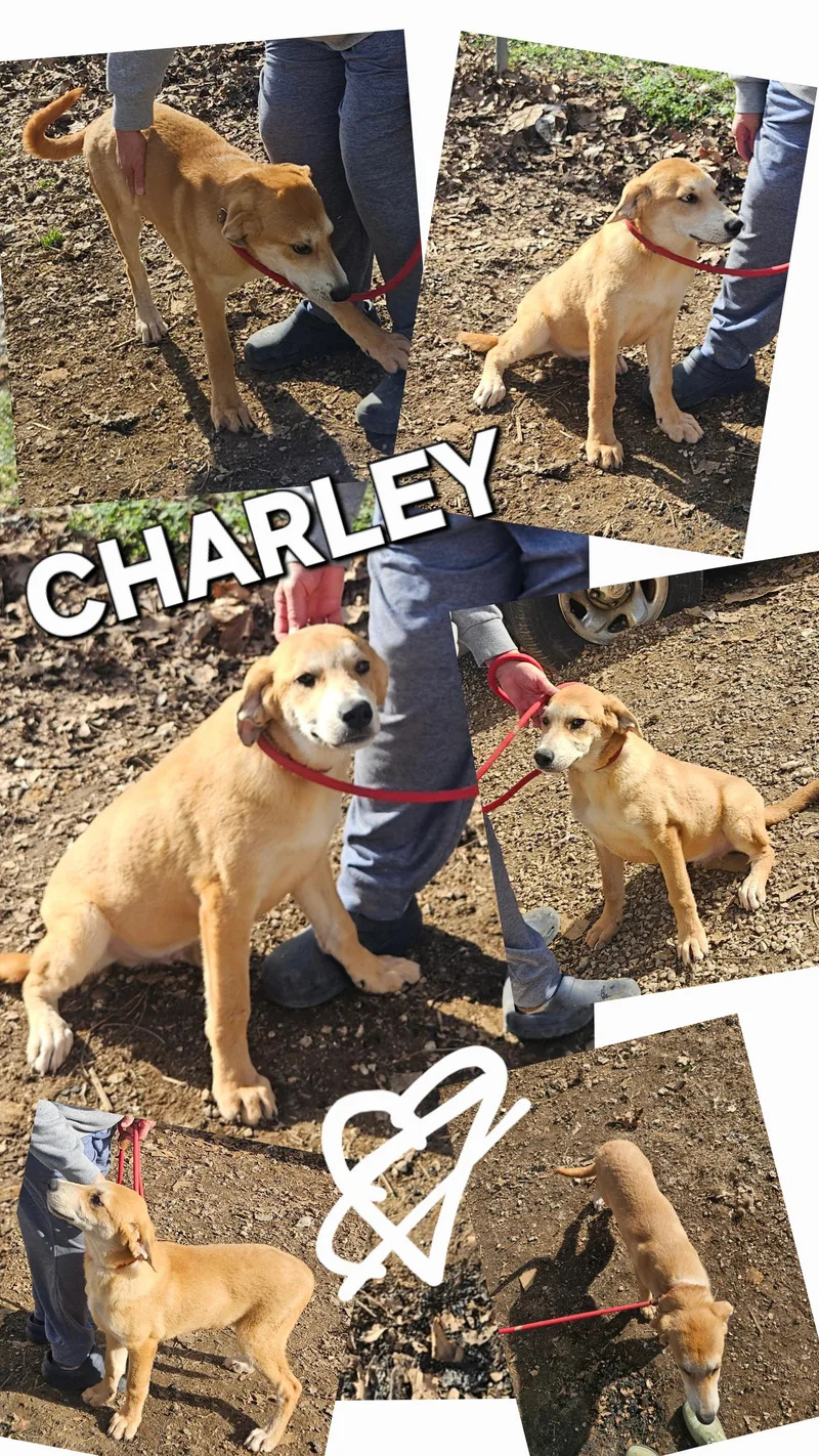 Charley thumbnail 3
