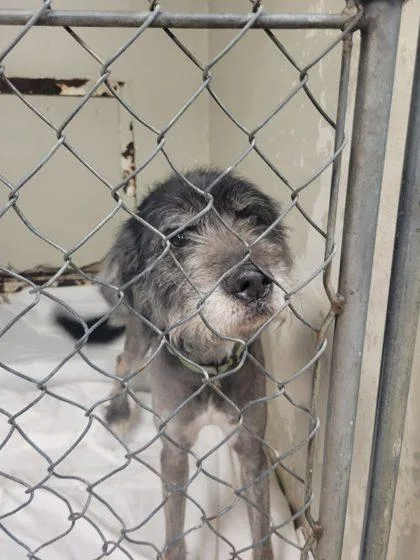 An adult large-sized male Siberian Husky dog named Boo for adoption in Hobart, IN