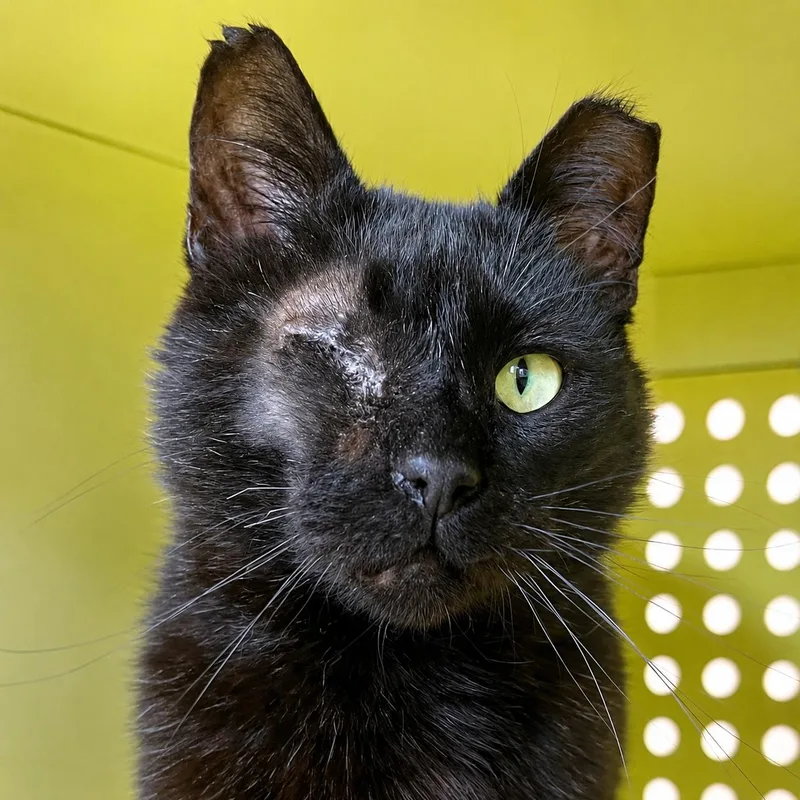An adult medium-sized male Black Domestic Short Hair cat named Midnight for adoption in Pontiac, MI