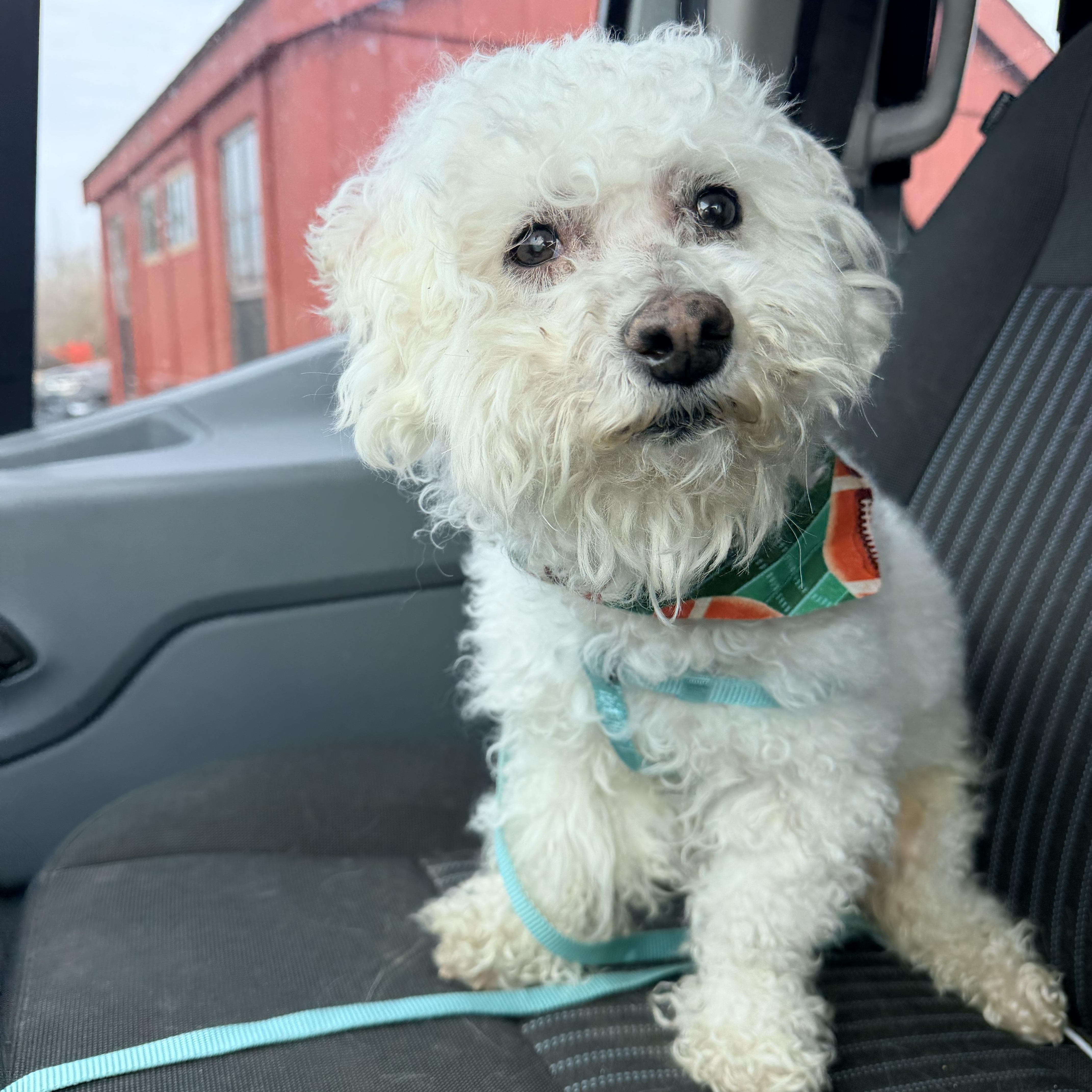 A senior small-sized male White / Cream Bichon Frise dog named Whitaker for adoption in Willimantic, CT