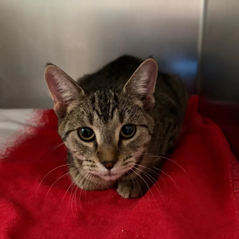 An adult medium-sized female Brown / Chocolate Domestic Short Hair cat named Scarlet for adoption in Council Bluffs, IA