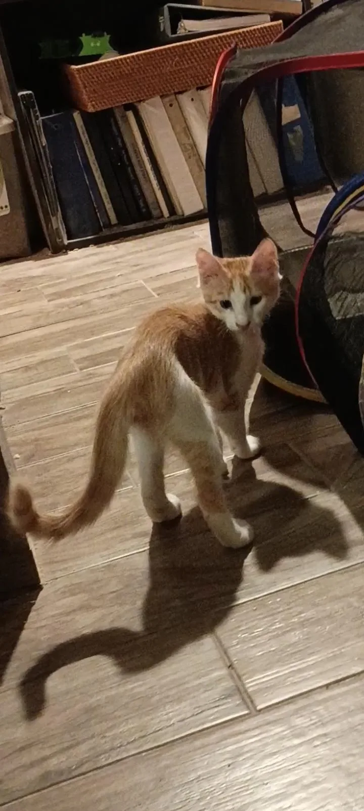 A baby medium-sized male Orange & White Domestic Short Hair cat named Fantastic Mr Fox for adoption in Glendale, AZ