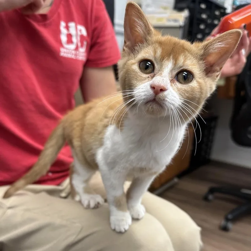 A baby small-sized female Orange / Red Domestic Short Hair cat named Fiona for adoption in Morganfield, KY