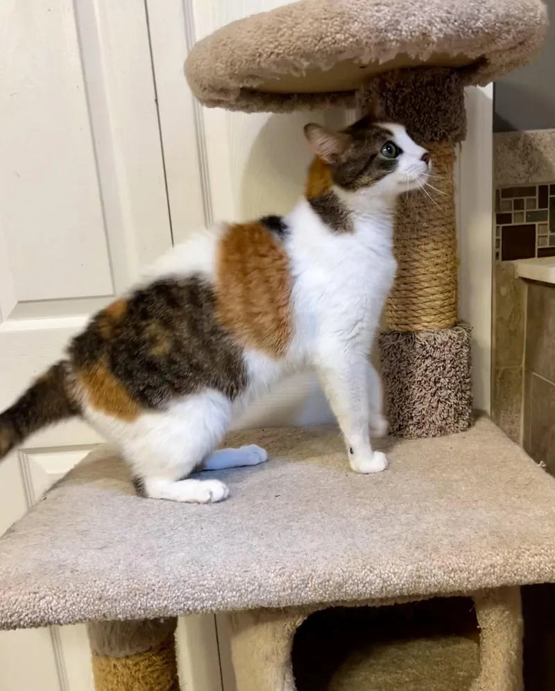 An adult large-sized female Calico cat named Luna for adoption in Ringwood, NJ