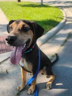 A baby medium-sized male Tricolor (Brown, Black, & White) Mixed Breed dog named Ryan for adoption in Schaumburg, IL