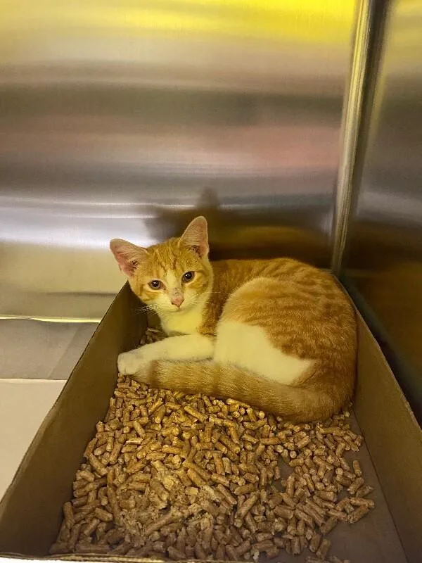 A young medium-sized male Domestic Short Hair cat named Colby Jack for adoption in Jackson, TN