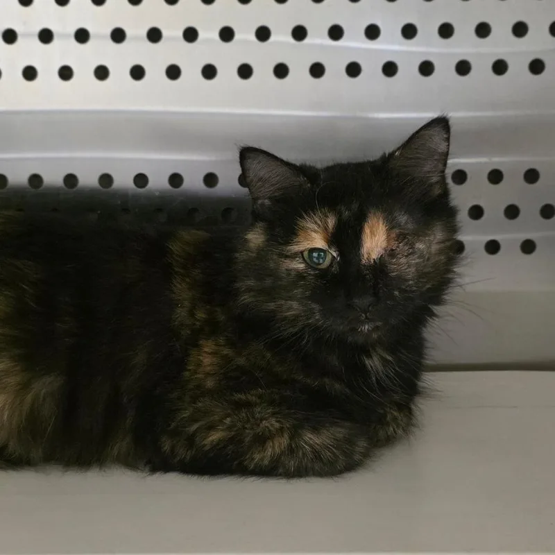 An adult large-sized female Domestic Short Hair cat named Slant for adoption in Chatham, VA