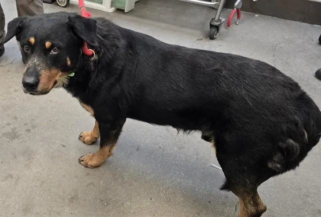 An adult large-sized male Rottweiler dog named Coffee for adoption in Tucson, AZ