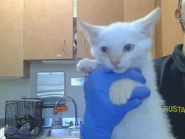 A baby small-sized male Domestic Short Hair cat named Gianni for adoption in Sacramento, CA