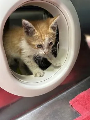 A young medium-sized male Orange & White Domestic Short Hair cat named Yuzu for adoption in Lansing, MI