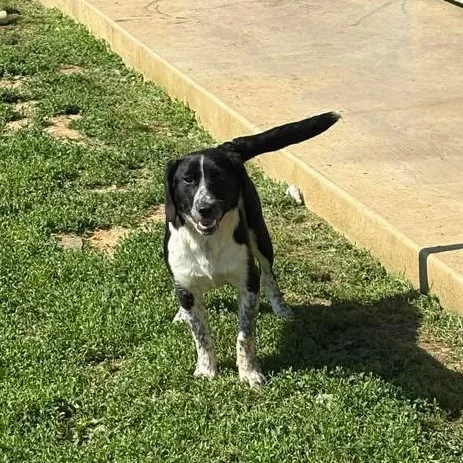 Sawyer