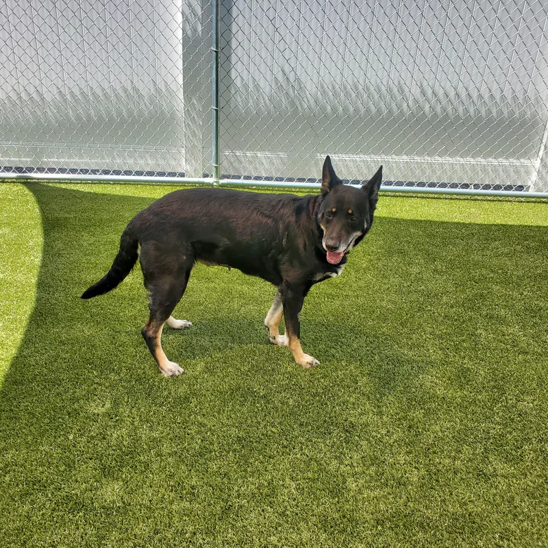 A senior large-sized female Black German Shepherd Dog dog named Xena for adoption in Beulah, MI