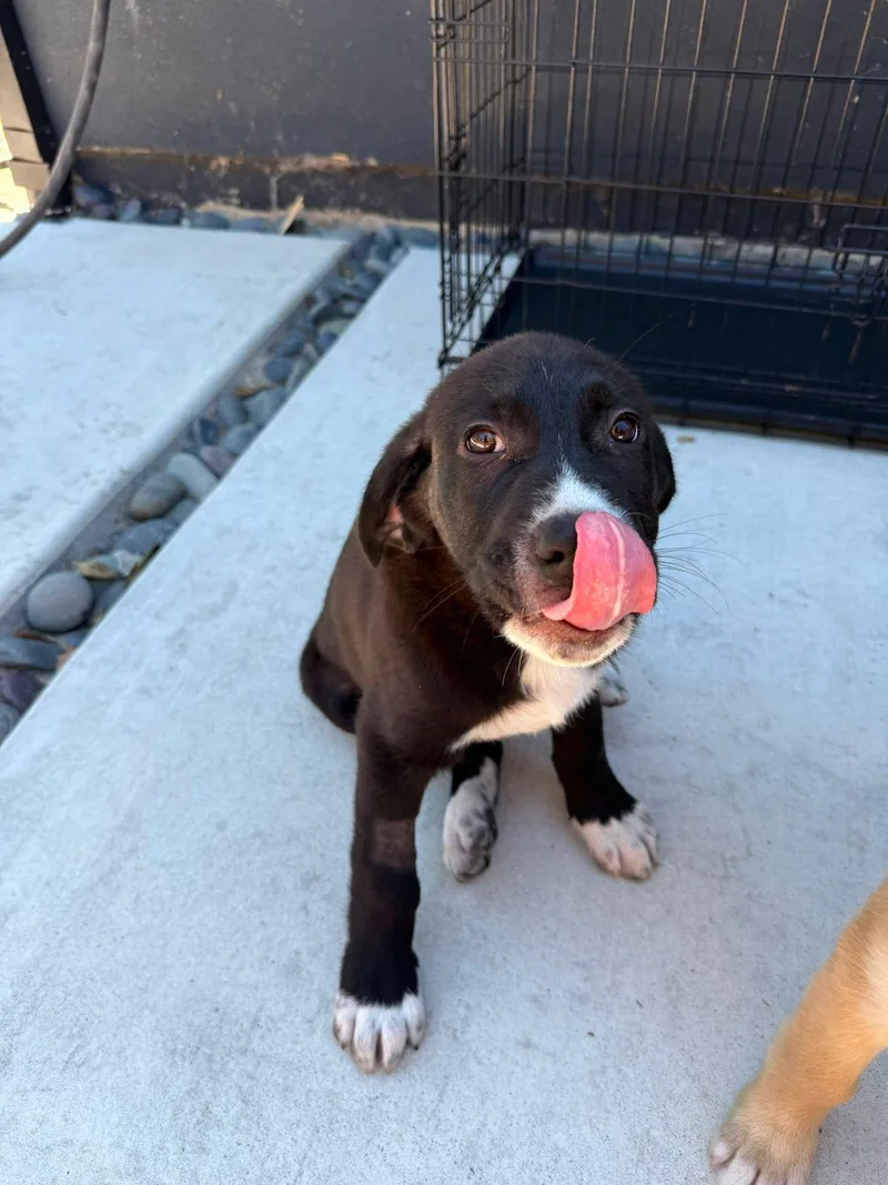 A baby small-sized male Black Great Pyrenees dog named Loki for adoption in Los Angeles, CA