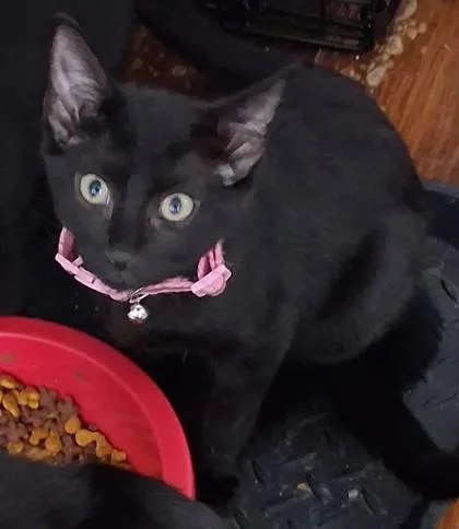 A baby medium-sized female Domestic Short Hair cat named Solar Eclipse for adoption in Savannah, GA