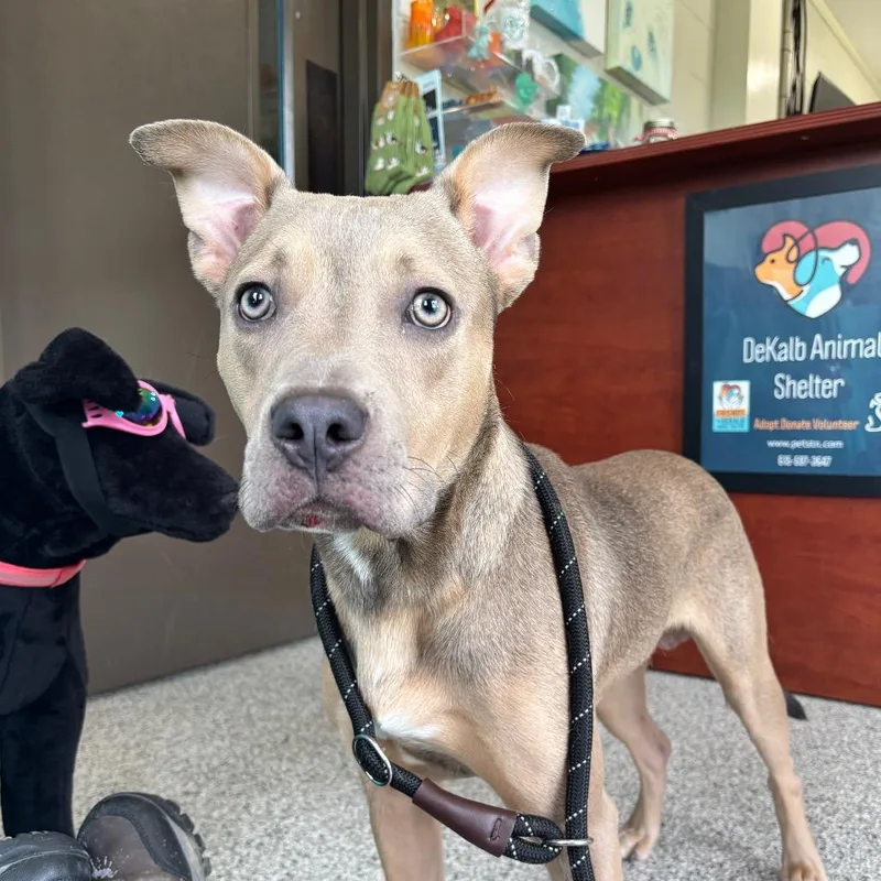 A young medium-sized male Gray / Blue / Silver Mixed Breed dog named Moogie for adoption in Smithville, TN