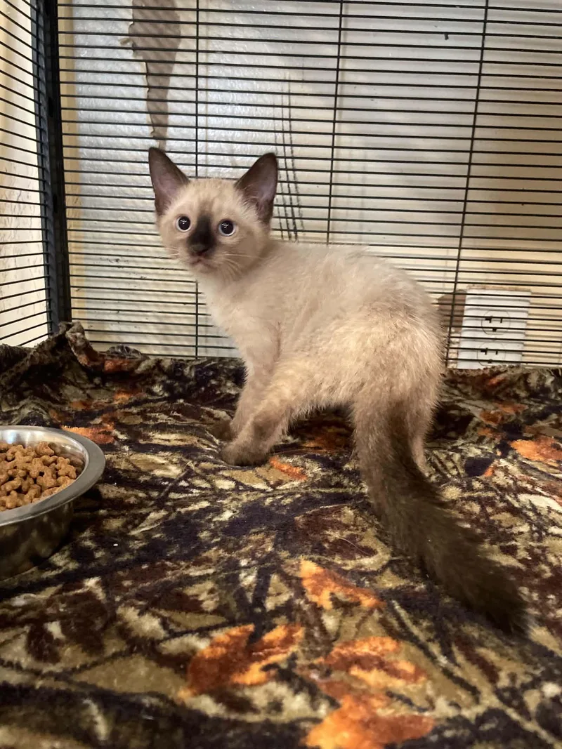 A young medium-sized male Siamese cat named Yang for adoption in Bishopville, SC