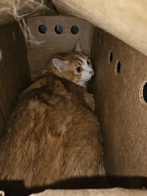 An adult small-sized male Domestic Short Hair cat named Kongee for adoption in Dallas, TX