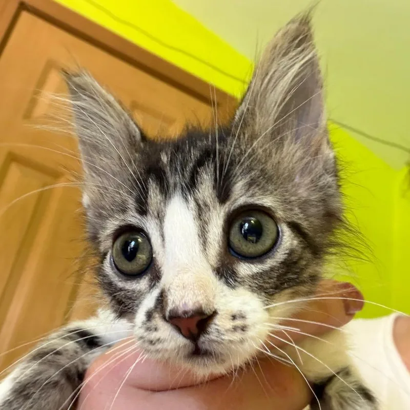 A baby small-sized male Domestic Long Hair cat named Wilbur for adoption in mount vernon, AR