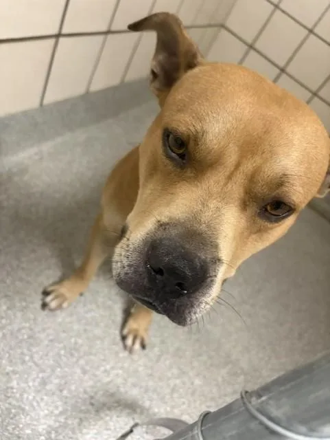 A young large-sized male Pit Bull Terrier dog named Milo for adoption in Pasadena, TX