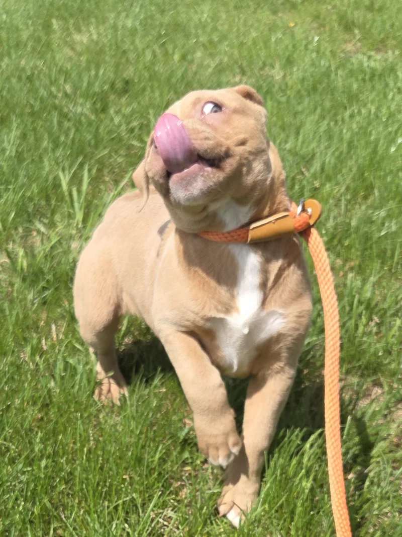 A baby medium-sized female Yellow / Tan / Blond / Fawn Labrador Retriever dog named Lola for adoption in Muncie, IN