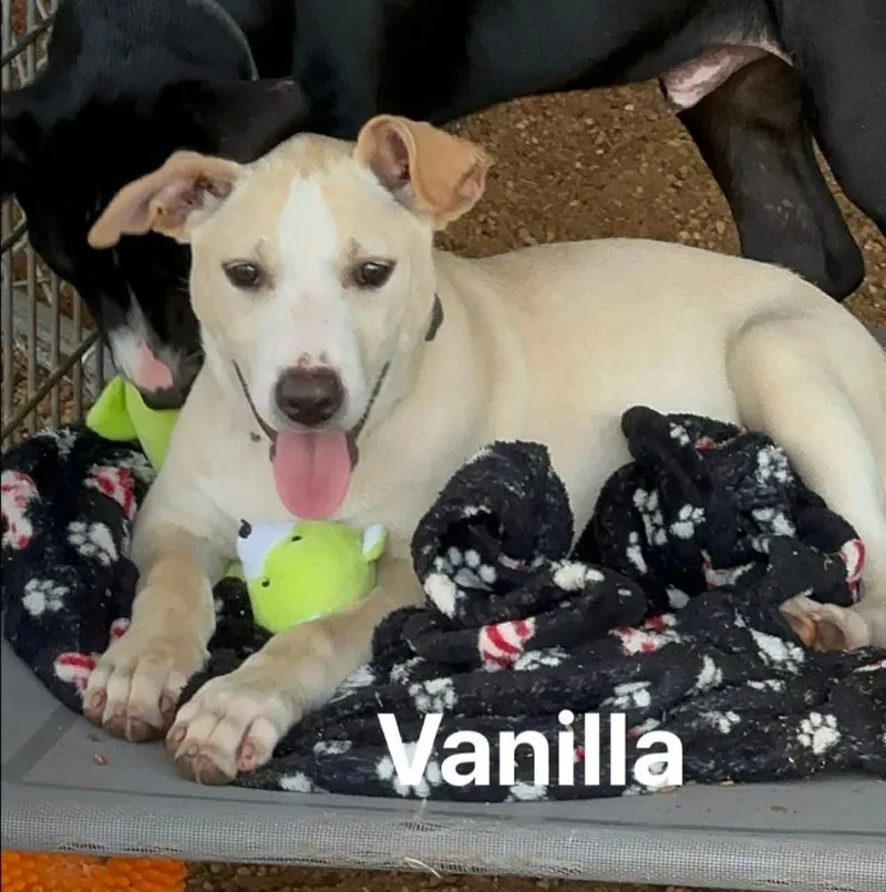 A baby medium-sized female Labrador Retriever dog named Vanilla Ice Cream for adoption in Saugus, MA