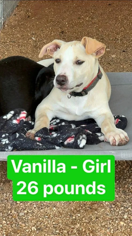 Vanilla Ice Cream thumbnail 2