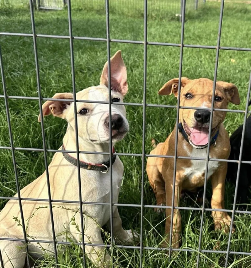 Vanilla Ice Cream thumbnail 3