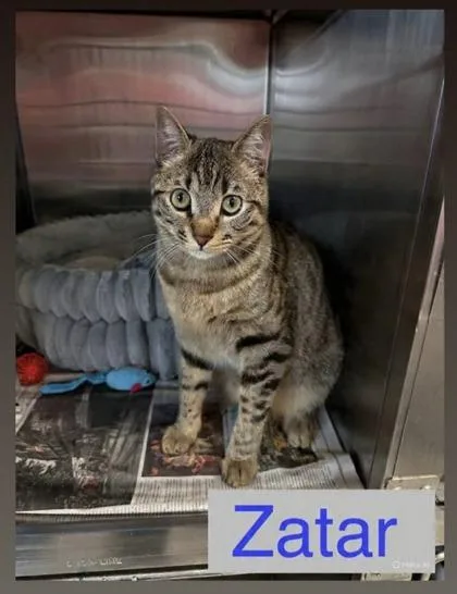 A baby medium-sized male Domestic Short Hair cat named Zatar for adoption in Bridgewater, NJ