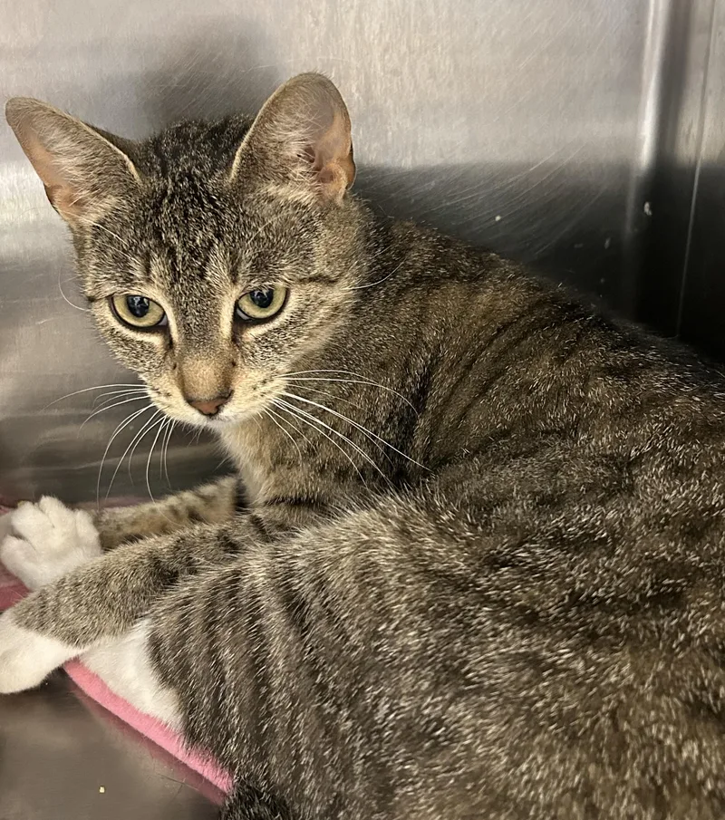 A young medium-sized female Tabby (Brown / Chocolate) Tabby cat named Meeks for adoption in Lambertville, NJ