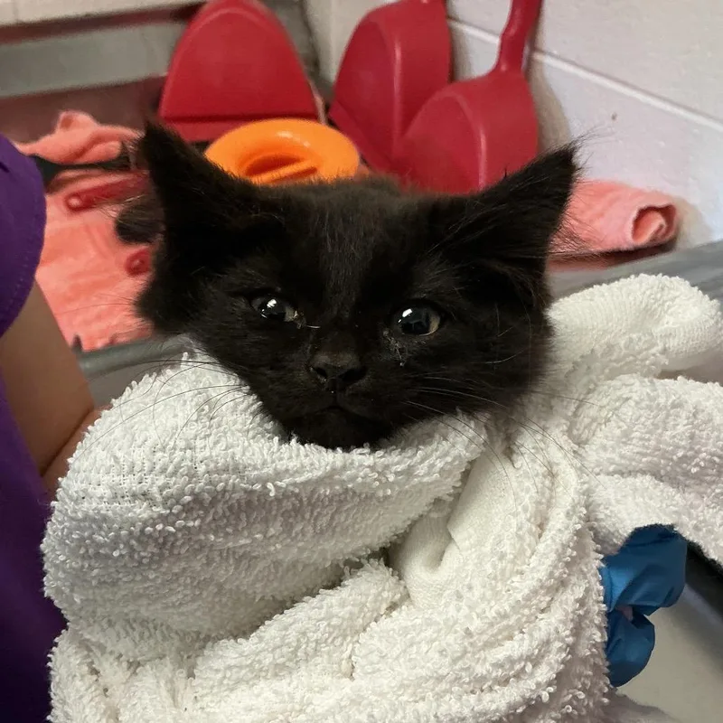 A baby small-sized male Black Domestic Medium Hair cat named Mr. Pricklepants for adoption in Spruce Pine, NC