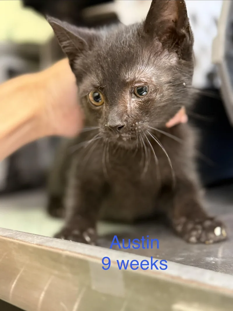 A baby small-sized male Domestic Short Hair cat named Austin for adoption in Fayetteville, WV