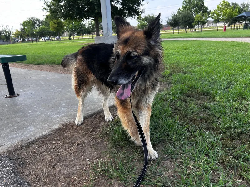 A young medium-sized female German Shepherd Dog dog named Sis One Sweet for adoption in Houston, TX