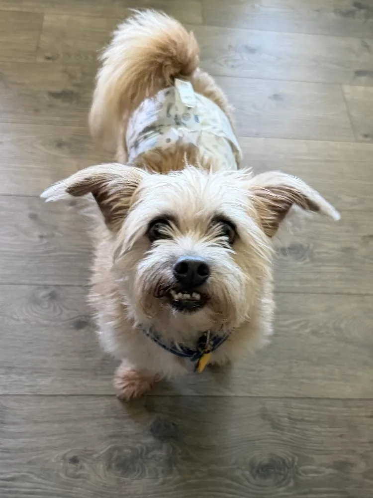 An adult small-sized male White / Cream Shih Tzu dog named Otis for adoption in Jackson, GA