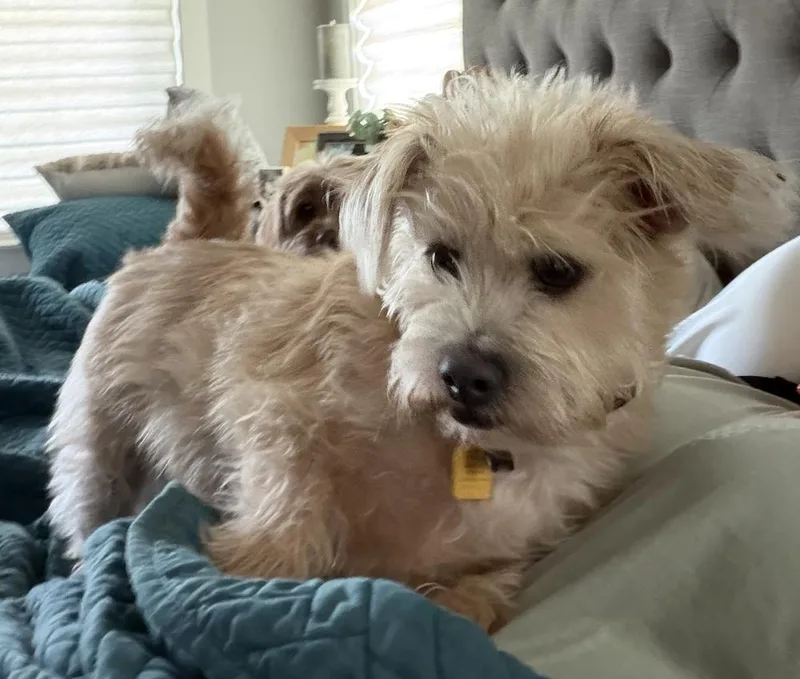 Otis thumbnail 3